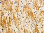 Phospho-Nudel (Thr219) Antibody in Immunohistochemistry (Paraffin) (IHC (P))