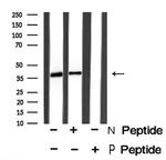 Phospho-Nudel (Thr219) Antibody in Western Blot (WB)