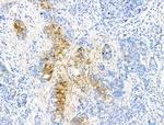 Phospho-NDRG1 (Thr346) Antibody in Immunohistochemistry (Paraffin) (IHC (P))