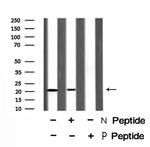 Phospho-p21 (Thr57) Antibody in Western Blot (WB)