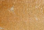 Phospho-TRPV1 (Ser502) Antibody in Immunohistochemistry (Paraffin) (IHC (P))