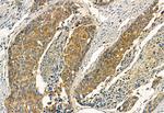 Phospho-TRPV1 (Ser502) Antibody in Immunohistochemistry (Paraffin) (IHC (P))