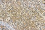 Phospho-TRPV1 (Ser502) Antibody in Immunohistochemistry (Paraffin) (IHC (P))