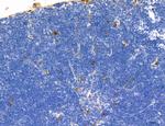 Phospho-Axl (Tyr702) Antibody in Immunohistochemistry (Paraffin) (IHC (P))