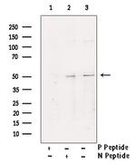 Phospho-YBX1 (Ser102) Antibody in Western Blot (WB)