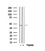 Phospho-Creatine Kinase BB (Ser199) Antibody in Western Blot (WB)