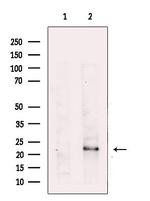 RRAS Antibody in Western Blot (WB)