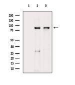 DYRK1A/DYRK1B Antibody in Western Blot (WB)