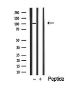 EphA8 Antibody in Western Blot (WB)