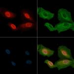 MEKK2 Antibody in Immunocytochemistry (ICC/IF)