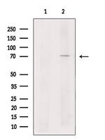 MEKK2 Antibody in Western Blot (WB)