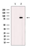 MSK2 Antibody in Western Blot (WB)