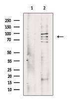 MSK2 Antibody in Western Blot (WB)