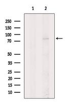 KIZUNA Antibody in Western Blot (WB)