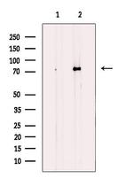 KIZUNA Antibody in Western Blot (WB)