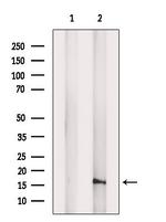 FIS1 Antibody in Western Blot (WB)