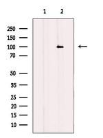 DACH1 Antibody in Western Blot (WB)