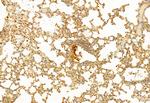 IFT81 Antibody in Immunohistochemistry (Paraffin) (IHC (P))