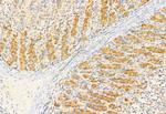 IFT81 Antibody in Immunohistochemistry (Paraffin) (IHC (P))