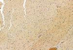 HIPPI Antibody in Immunohistochemistry (Paraffin) (IHC (P))