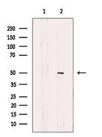 HIPPI Antibody in Western Blot (WB)