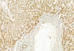 PPP1R15B Antibody in Immunohistochemistry (Paraffin) (IHC (P))