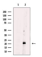 TIMM23 Antibody in Western Blot (WB)