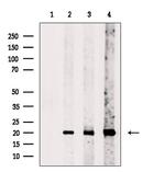 TIMM23 Antibody in Western Blot (WB)