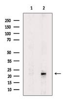 TIMM23 Antibody in Western Blot (WB)