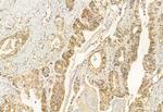 COMMD1 Antibody in Immunohistochemistry (Paraffin) (IHC (P))