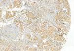 DHRS3 Antibody in Immunohistochemistry (Paraffin) (IHC (P))