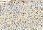 FKBP10 Antibody in Immunohistochemistry (Paraffin) (IHC (P))