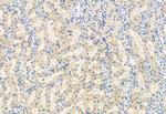 FKBP10 Antibody in Immunohistochemistry (Paraffin) (IHC (P))