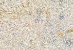 FKBP10 Antibody in Immunohistochemistry (Paraffin) (IHC (P))