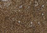 IST1 Antibody in Immunohistochemistry (Paraffin) (IHC (P))