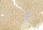 MCD Antibody in Immunohistochemistry (Paraffin) (IHC (P))