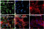 PIEZO1 Antibody in Immunocytochemistry (ICC/IF)