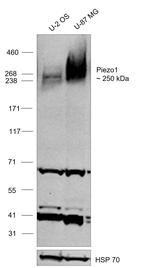 PIEZO1 Antibody in Western Blot (WB)