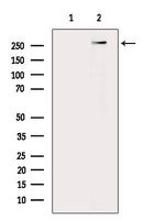 PIEZO1 Antibody in Western Blot (WB)