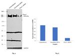 PIEZO1 Antibody in Western Blot (WB)