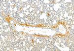 CISD2 Antibody in Immunohistochemistry (Paraffin) (IHC (P))