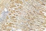 RDH10 Antibody in Immunohistochemistry (Paraffin) (IHC (P))