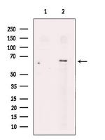 SLC30A7 Antibody in Western Blot (WB)