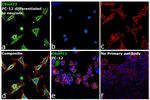 C9orf72 Antibody