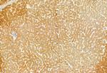 TCP-1 gamma Antibody in Immunohistochemistry (Paraffin) (IHC (P))