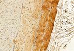 GluD1 Antibody in Immunohistochemistry (Paraffin) (IHC (P))