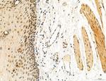 OGDH Antibody in Immunohistochemistry (Paraffin) (IHC (P))