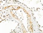 OGDH Antibody in Immunohistochemistry (Paraffin) (IHC (P))