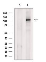 OGDH Antibody in Western Blot (WB)