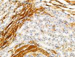 PPAT Antibody in Immunohistochemistry (Paraffin) (IHC (P))